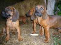 /album/fotogalerie/a011-jpg/