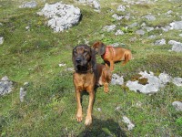 /album/fotogalerie/a375755-275646395810644-495677156-n-jpg/