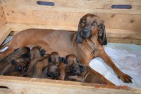 /album/fotogalerie/a521877-566302173411730-593609880-n-jpg/