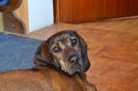 /album/fotogalerie/dsc-0749-jpg/